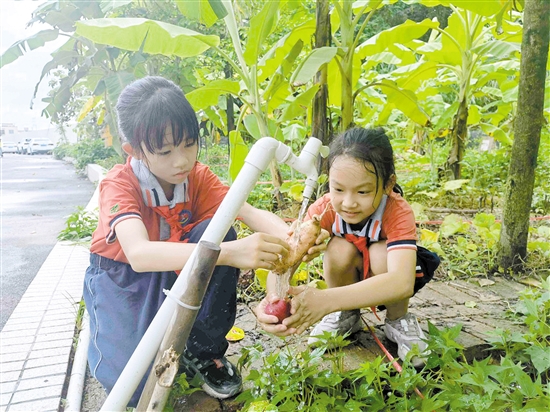 良山小學挖番薯、洗番薯，同學們忙得熱火朝天。.jpg